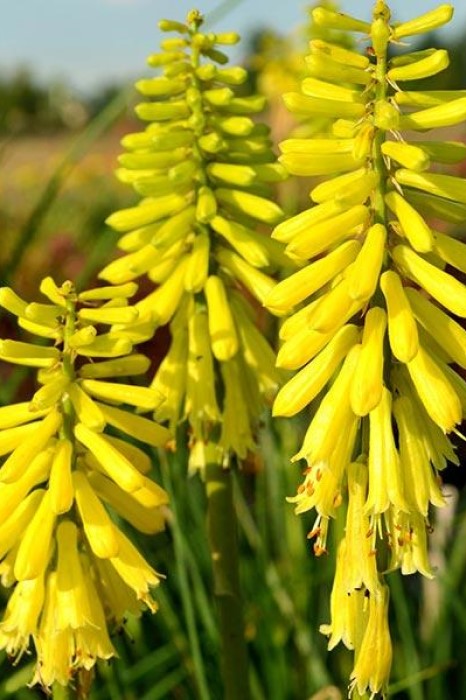 Kniphofia 'Lemon Popsicle'