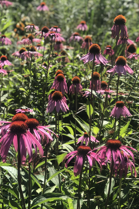 Echinacea purpurea 'Magnus' 2 Ltr pot