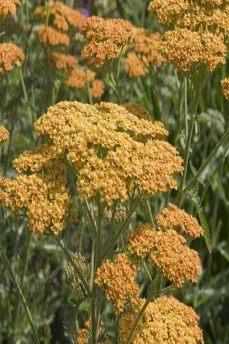 Achillea 'Terracotta'