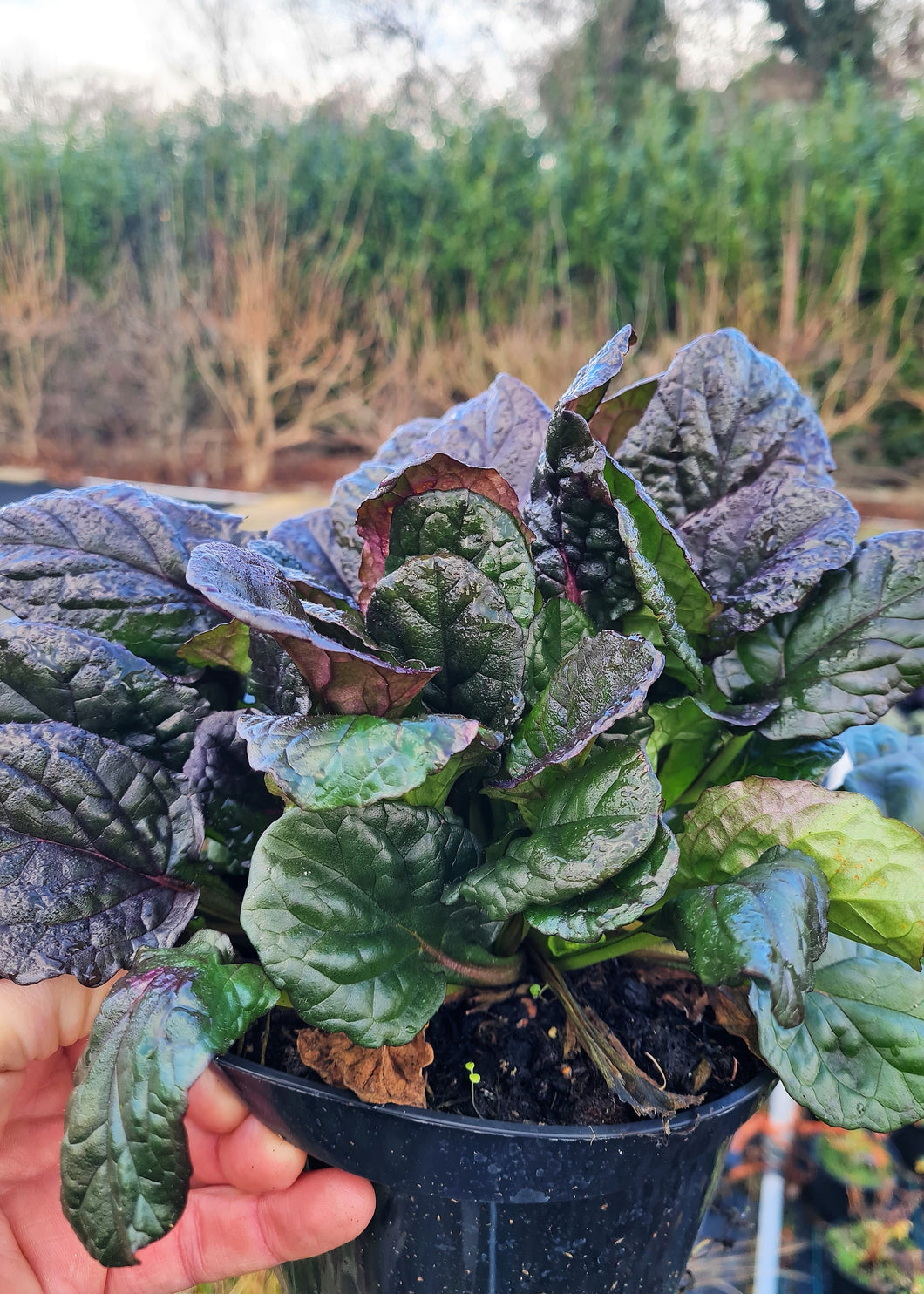 Ajuga Catlins Giant 2Ltr Pot