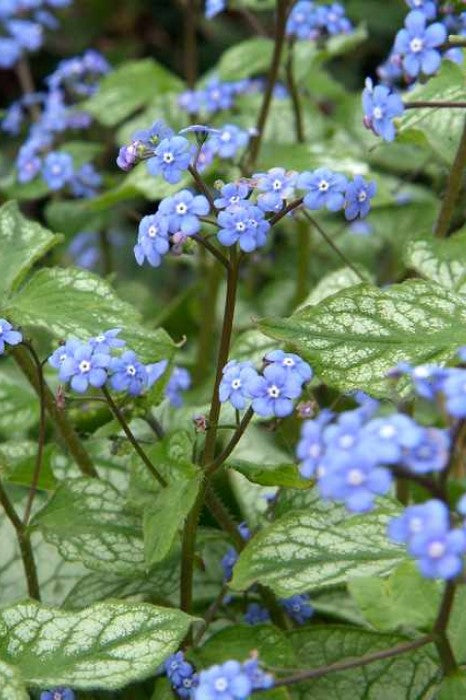 Brunnera macrophylla 'Jack Frost'