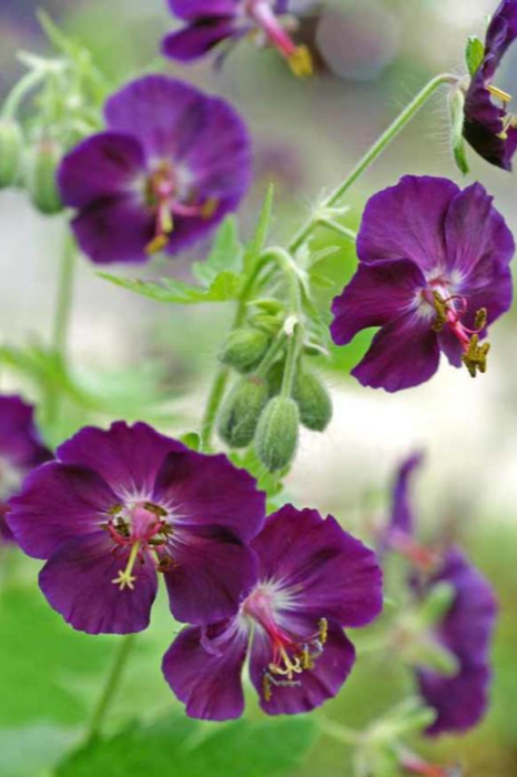 Geranium phaeum 'Raven'