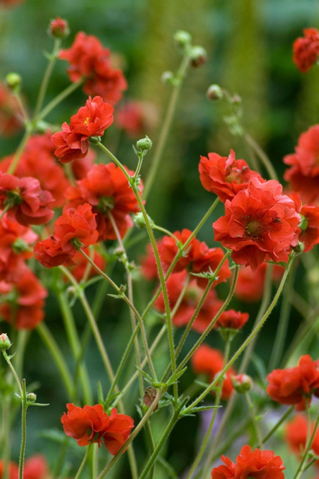 Geum 'Mrs J. Bradshaw'