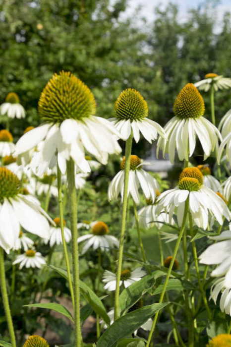 Echinacea purpurea 'Alba'