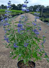 Load image into Gallery viewer, Caryopteris Cladonensis Dark Knight
