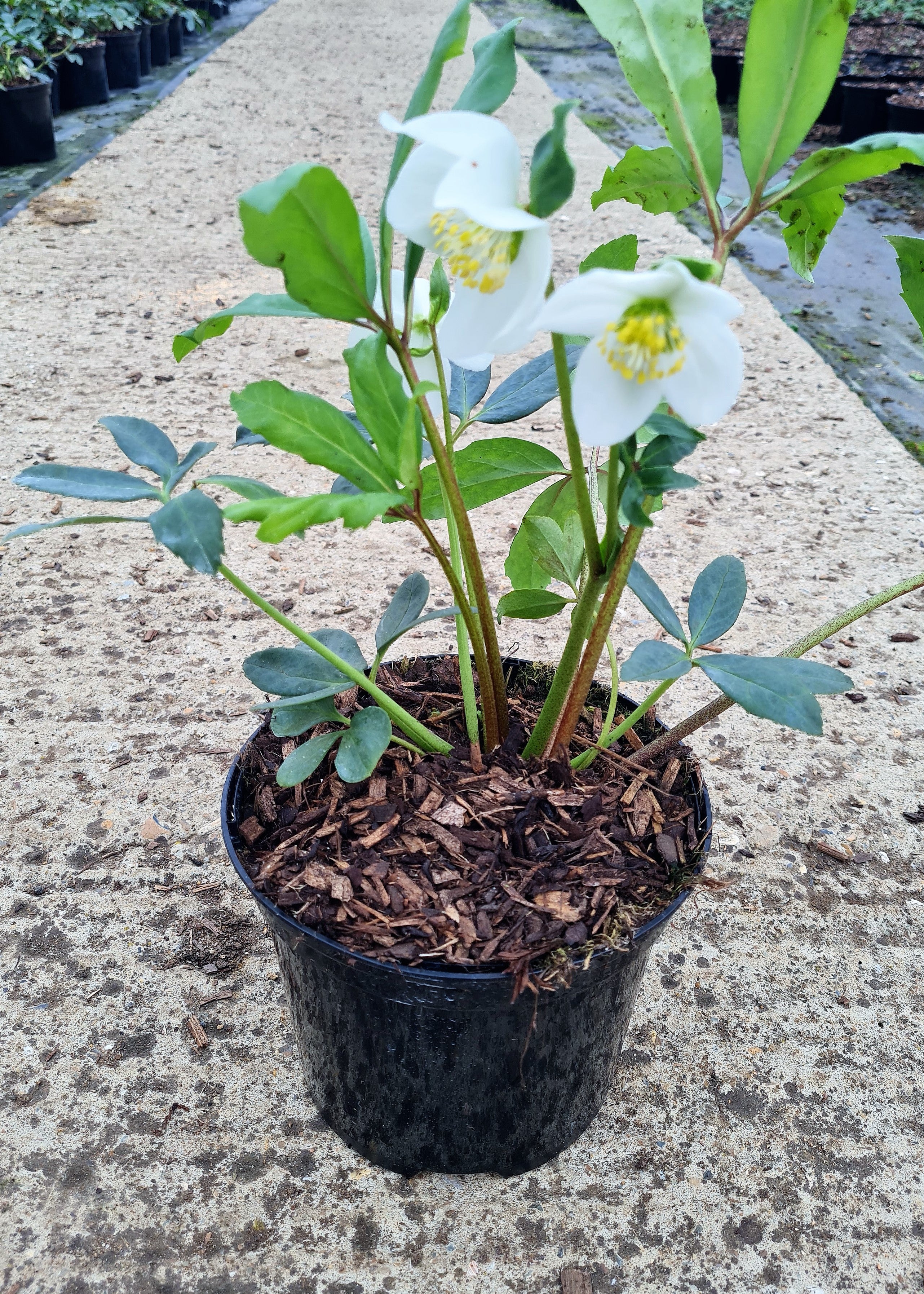 Helleborus niger store