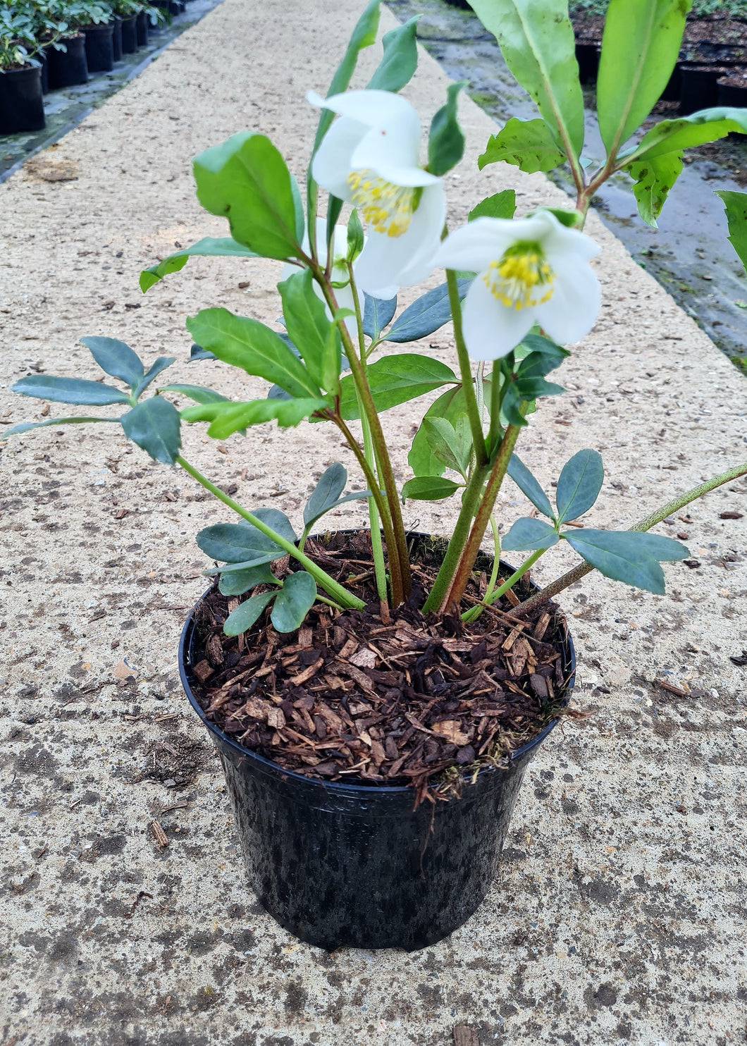 Helleborus Niger 2 Ltr Pot