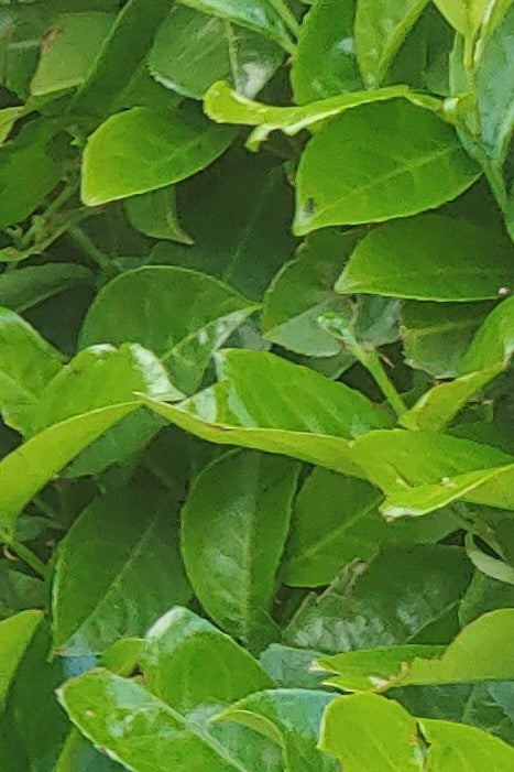 Prunus laurocerasus 'Rotundifolia' Cherry Laurel