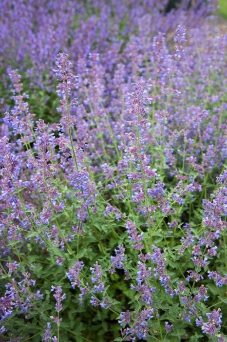 Nepeta racemosa 'Walker's Low'