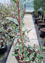 Load image into Gallery viewer, Photinia x Fraseri &#39;Pink Marble&#39; 10Ltr Pot 80/100cm
