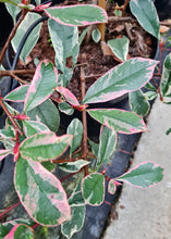 Load image into Gallery viewer, Photinia x Fraseri &#39;Pink Marble&#39; 10Ltr Pot 80/100cm
