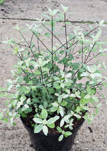 Load image into Gallery viewer, Pittosporum Irene Patterson 10Ltr Pot
