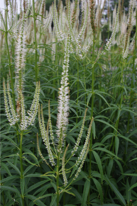 Veronicastrum virginicum 'Diane'