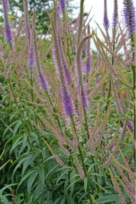 Veronicastrum virg. 'Fascination'