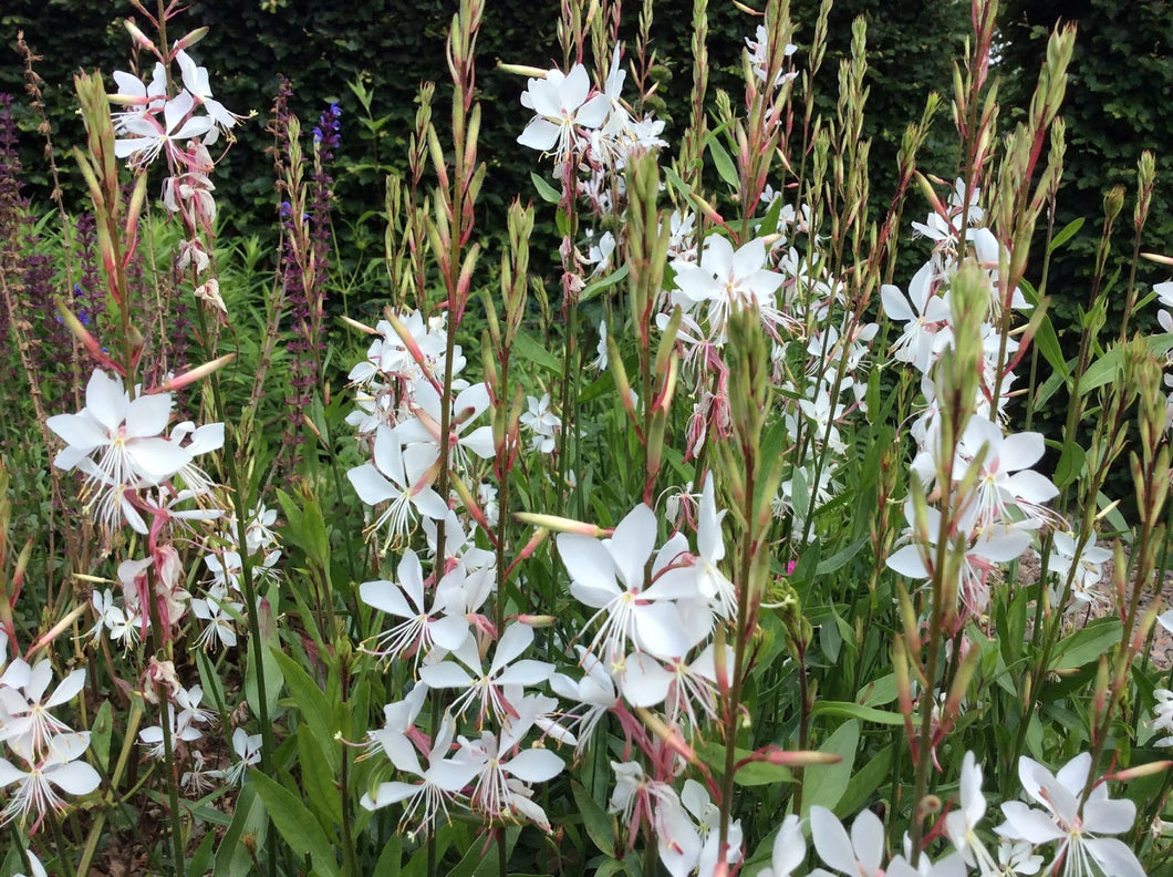 Gaura lindheimeri 'Whirling Butterflies' 2 Ltr Pot