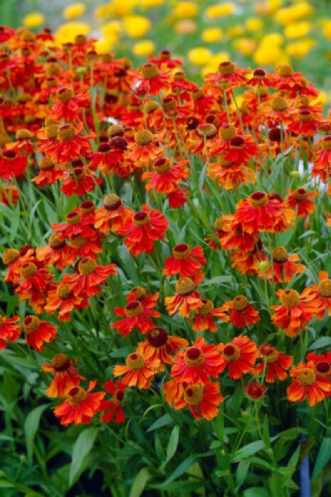 Helenium 'Moerheim Beauty'