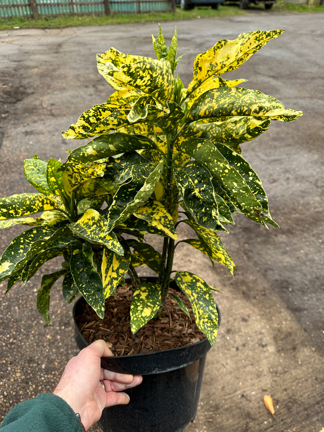 Aucuba Japonica Crotonifolia 10 Ltr Pot